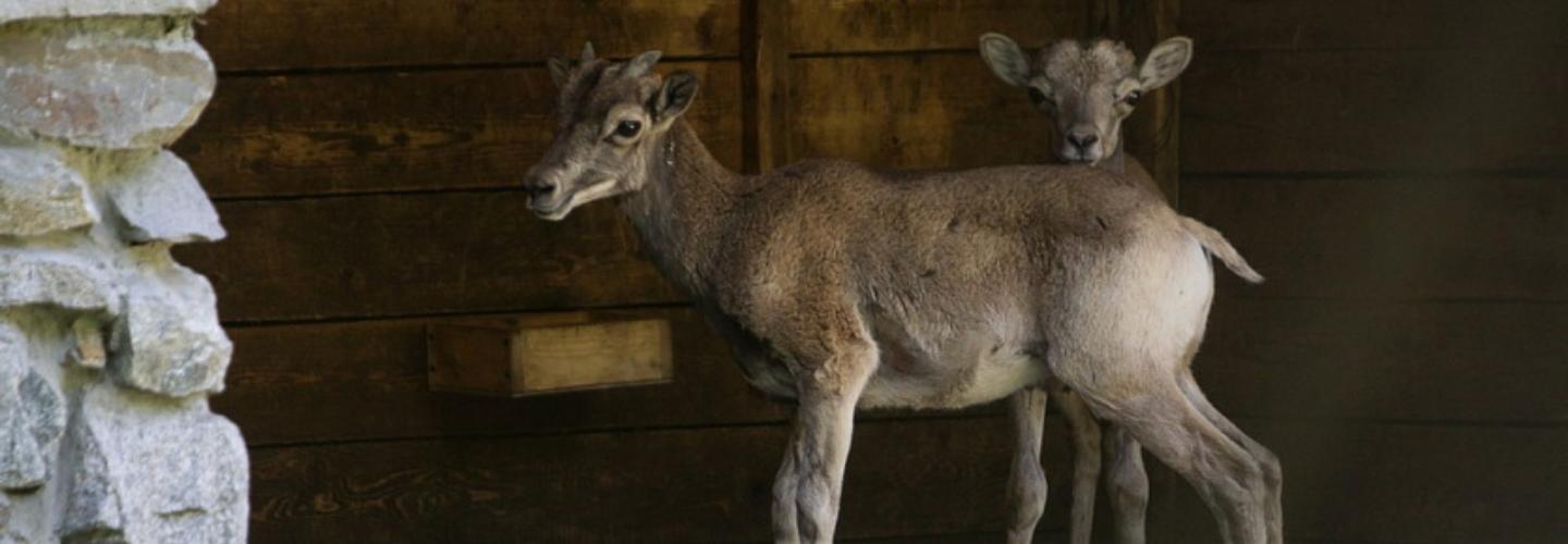 Билеты в зоопарк подорожали на 100 рублей: с чем это связано