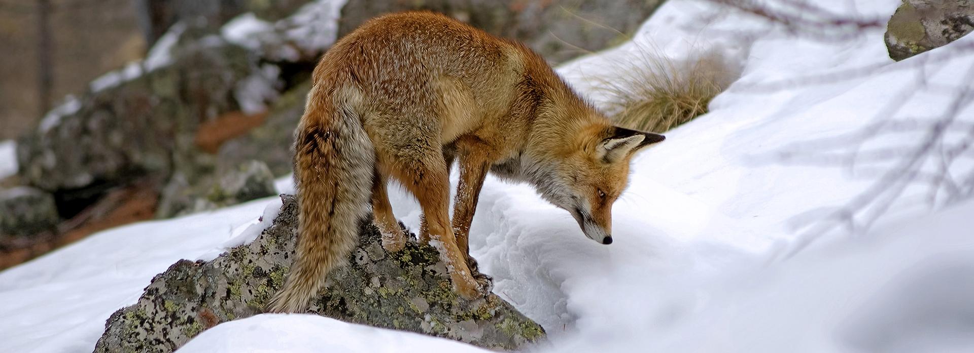 Авиаучёт диких животных впервые применят в Новосибирской области