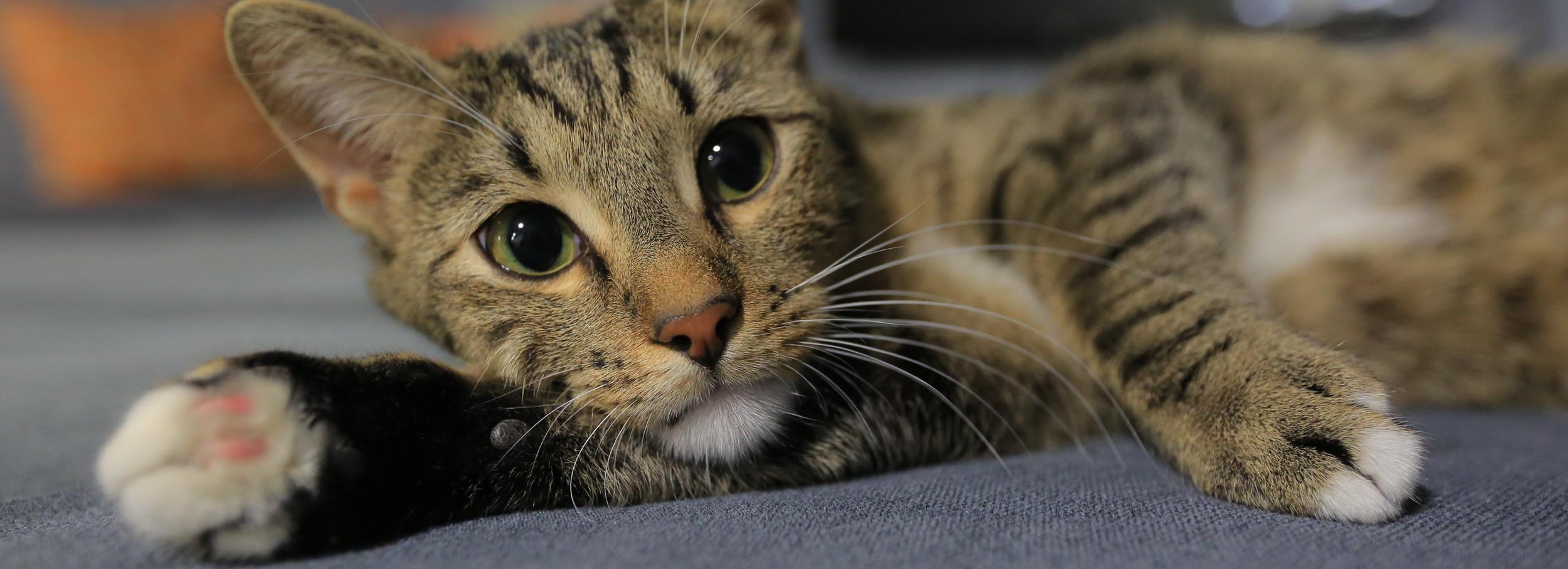 У меня лапки: котики отметили день рождения в котокафе Murchim