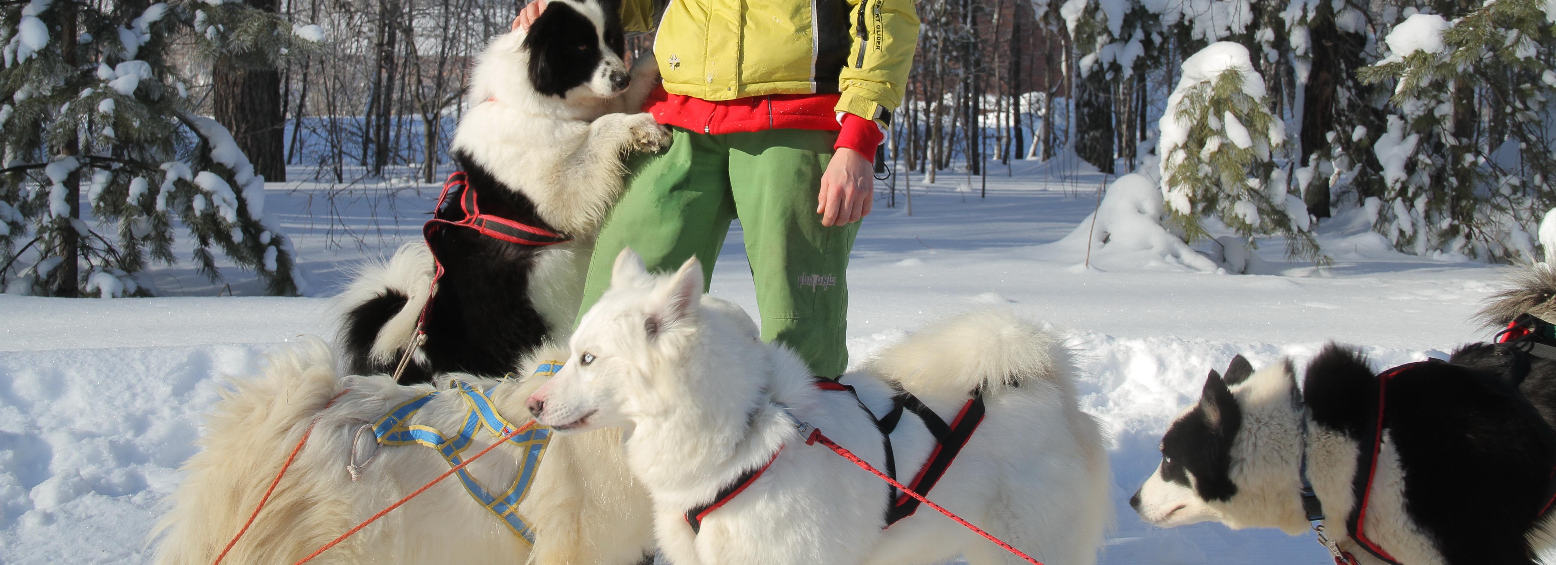Правила выгула собак в Новосибирске — горячий телефон