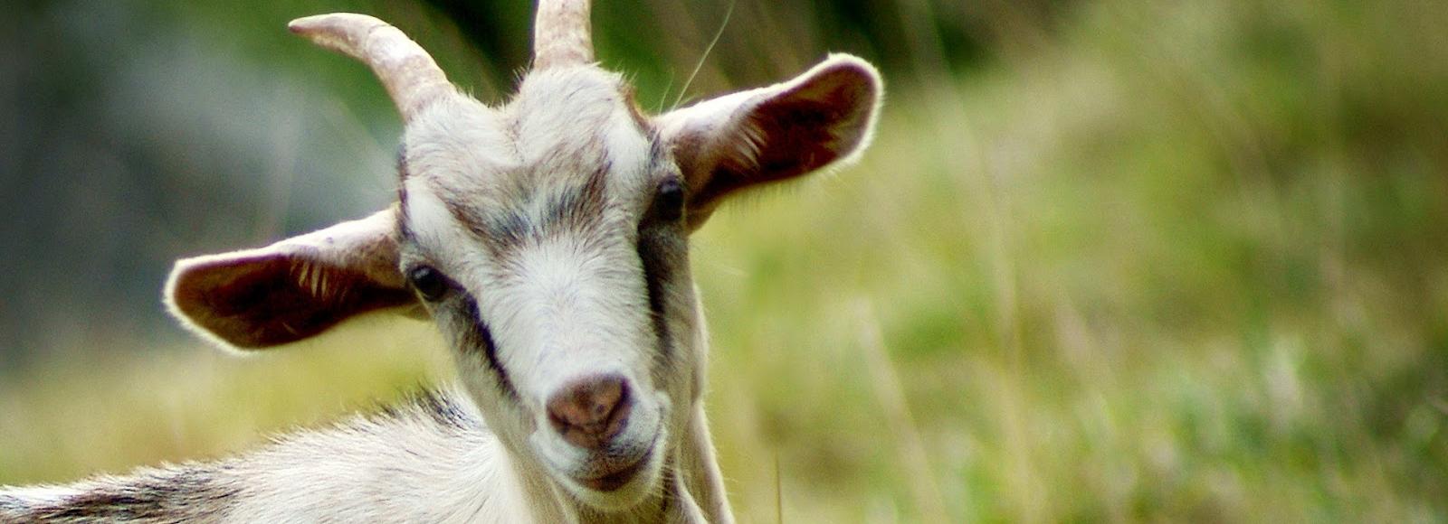 Пугливую козу Раду достали из колодца в Новосибирске