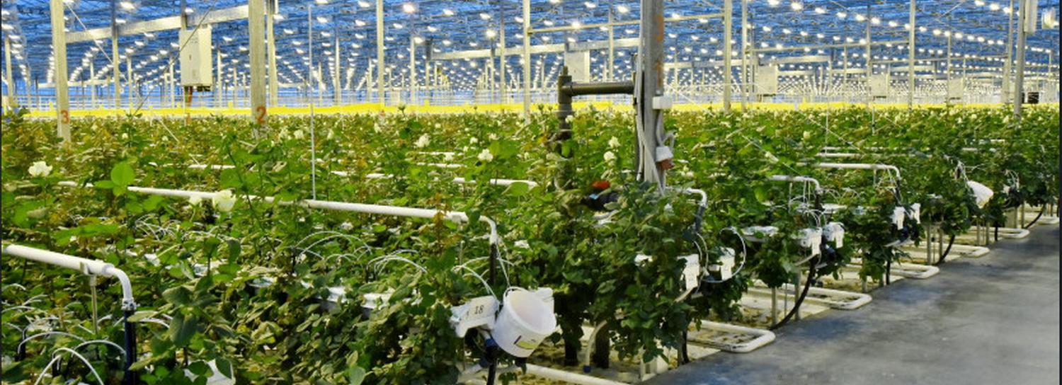 7 миллионов роз за год вырастят в огромных теплицах под Новосибирском