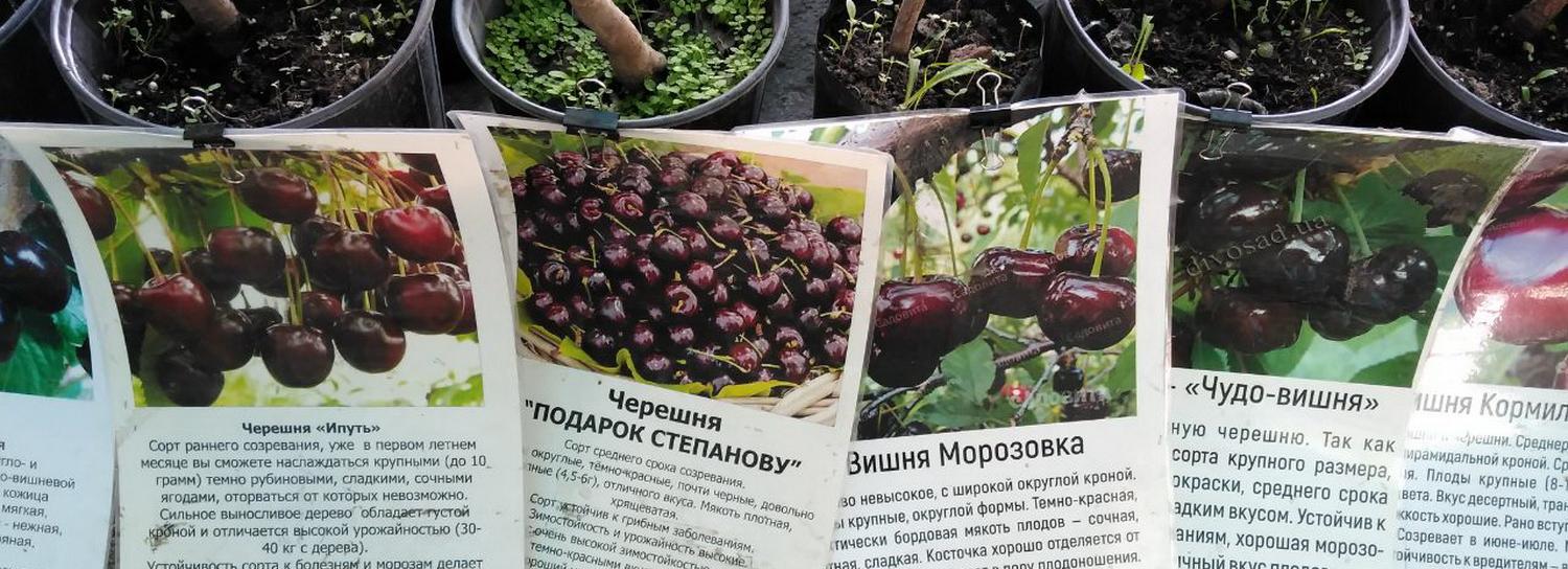 Черевишня и махровые петунии: чем радует ярмарка у ДК Чкалова