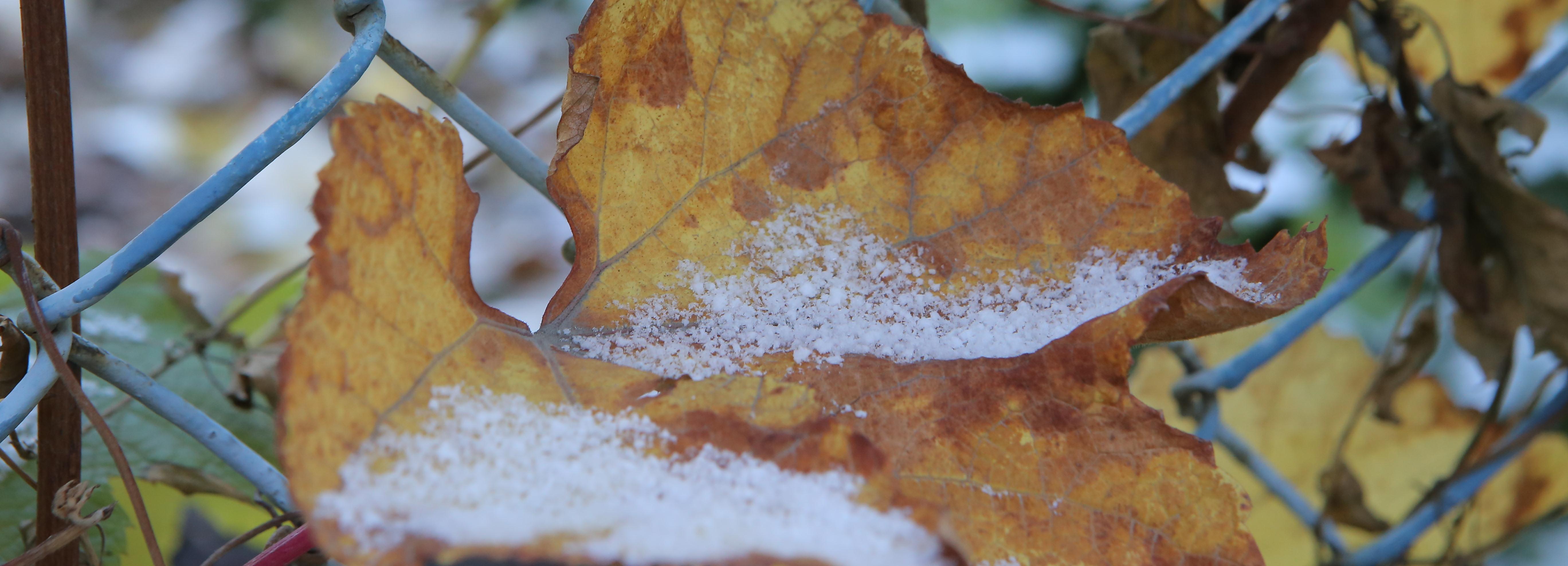 Первый снег пошёл в Новосибирске
