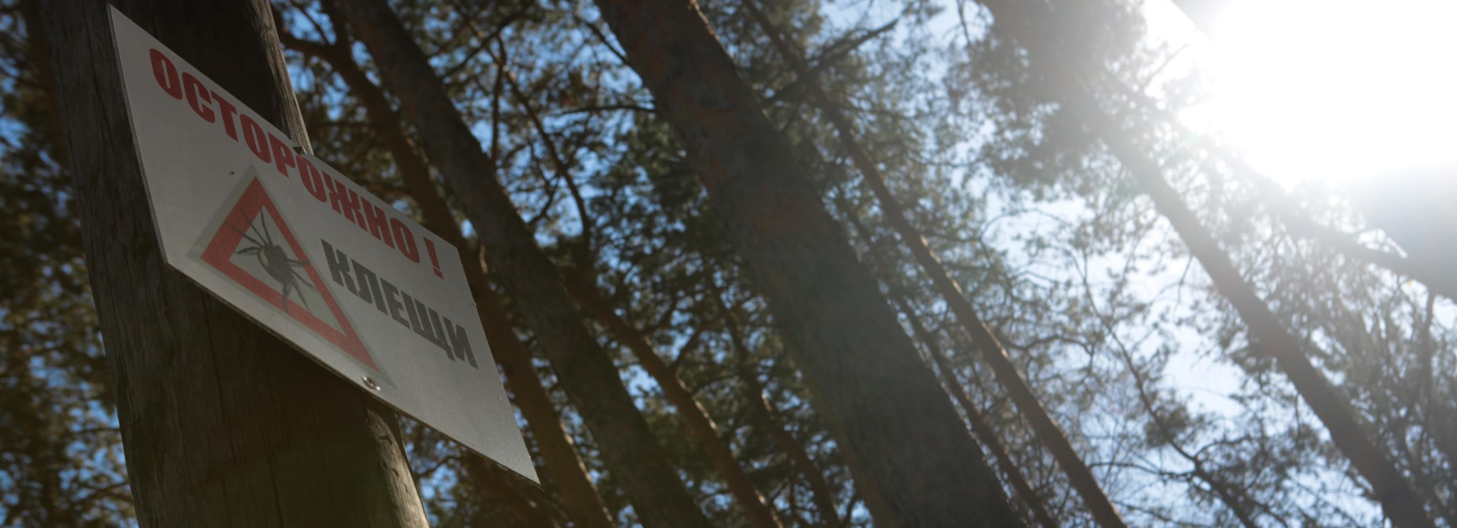 Клещ проснулся: первый укус зафиксировали в Новосибирской области