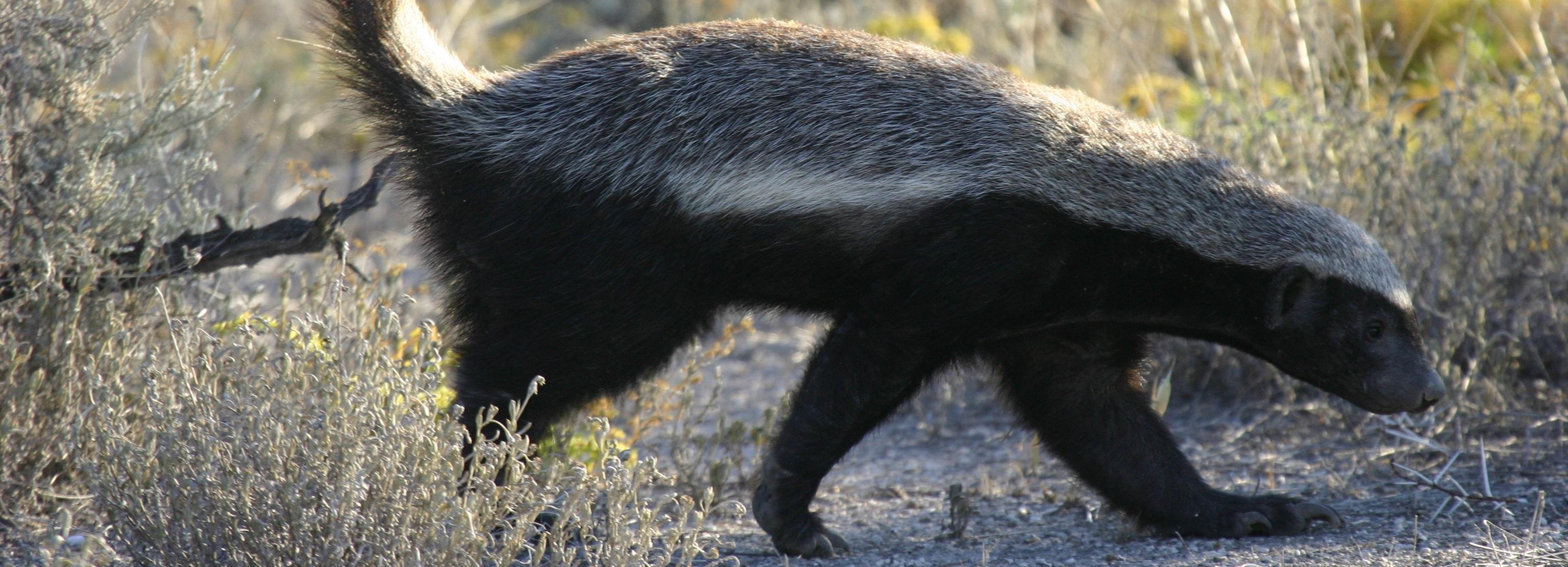 Жирный барсук неделями крал кур у жительницы Новосибирской области