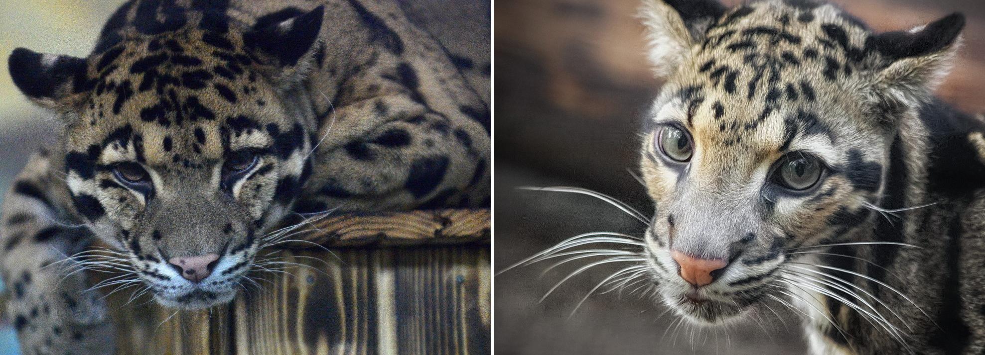 Новосибирский зоопарк попробует вырастить леопардов в пробирке