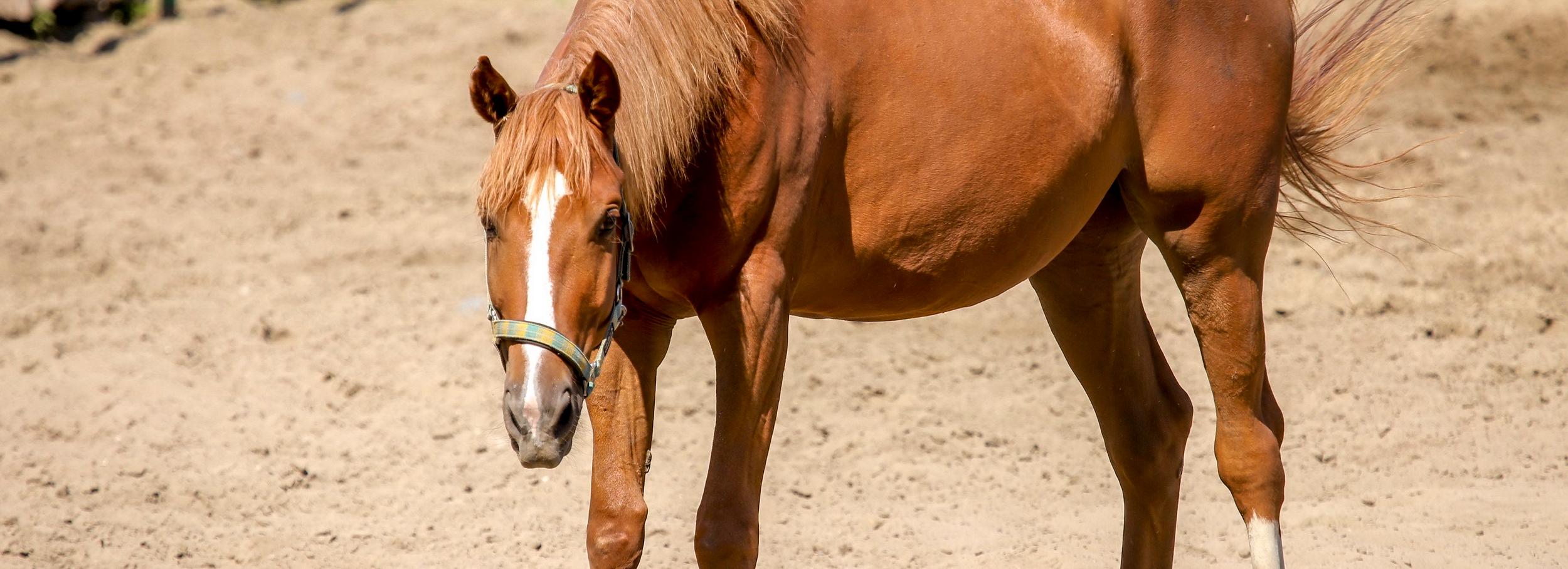 Праздник с катанием на лошадях устроили во дворе на Ипподромской