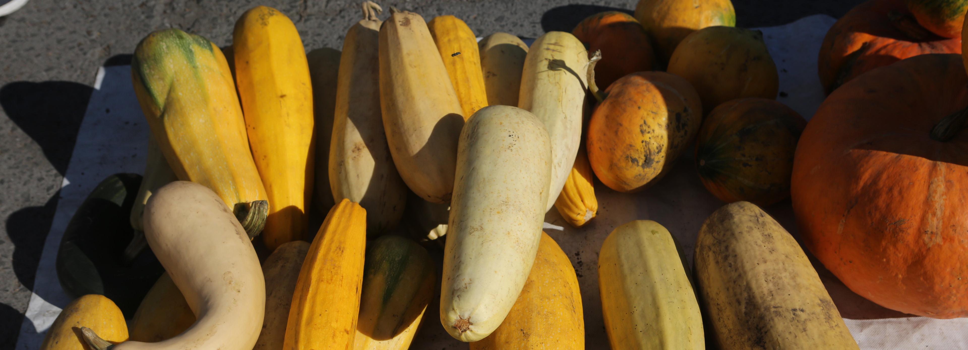 Скудный урожай кабачков обеспокоил новосибирских дачников