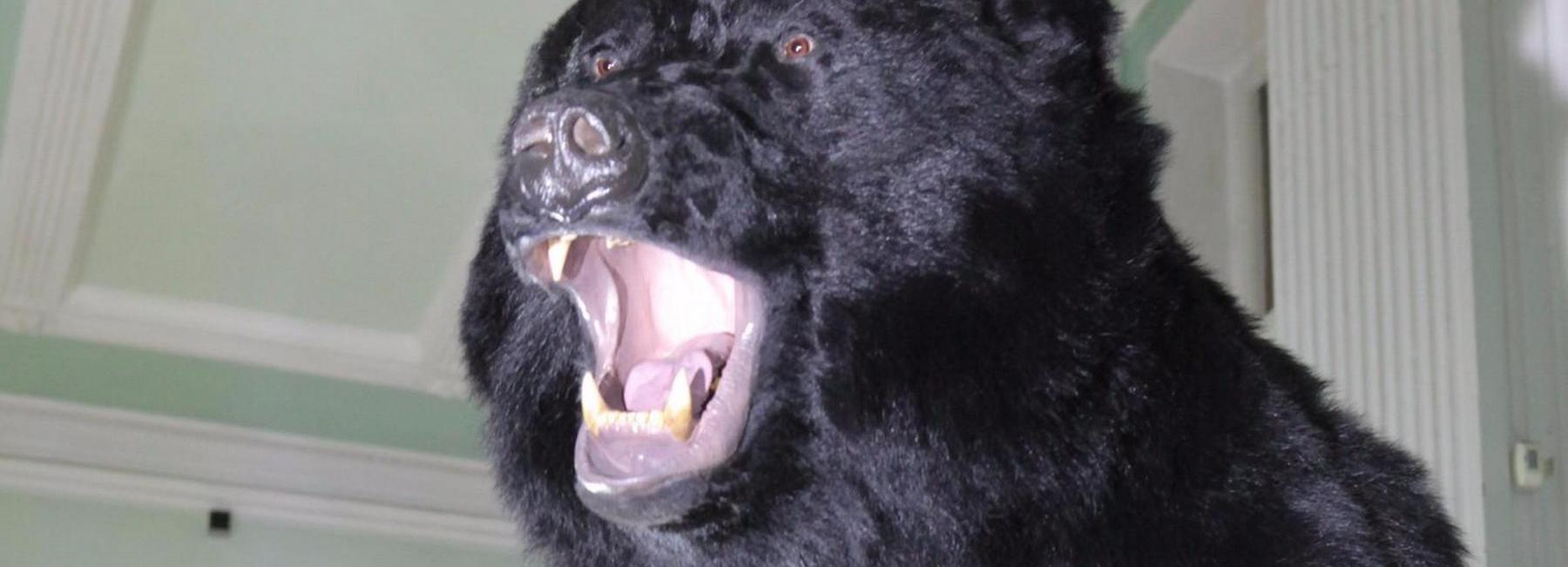 Сбежавшего медведя ищут в новосибирском дендропарке