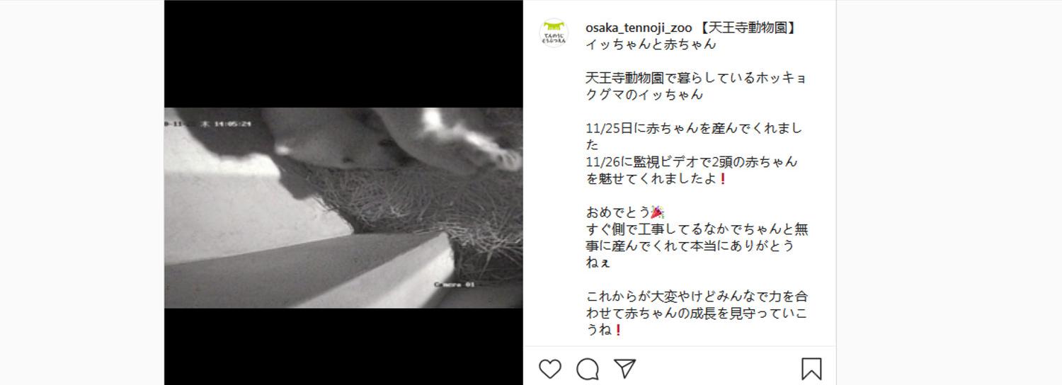 Медведица Шилка родила двойняшек в японском зоопарке