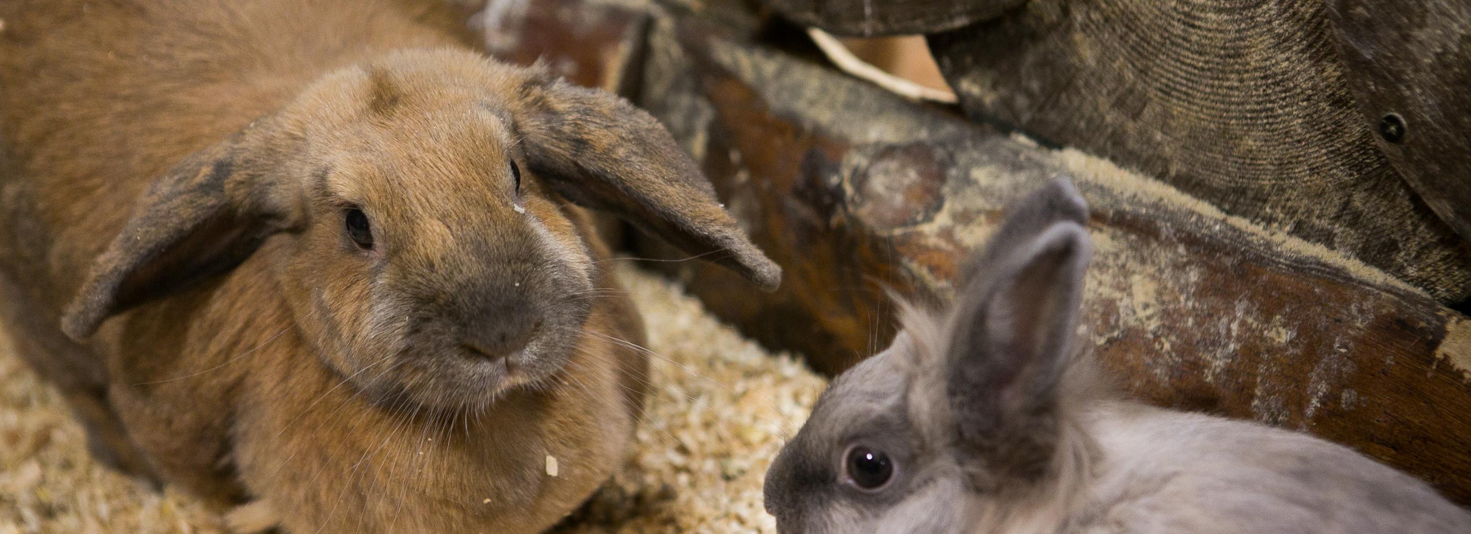 Импланты с алмазоподобным покрытием тестируют на кроликах в Новосибирске