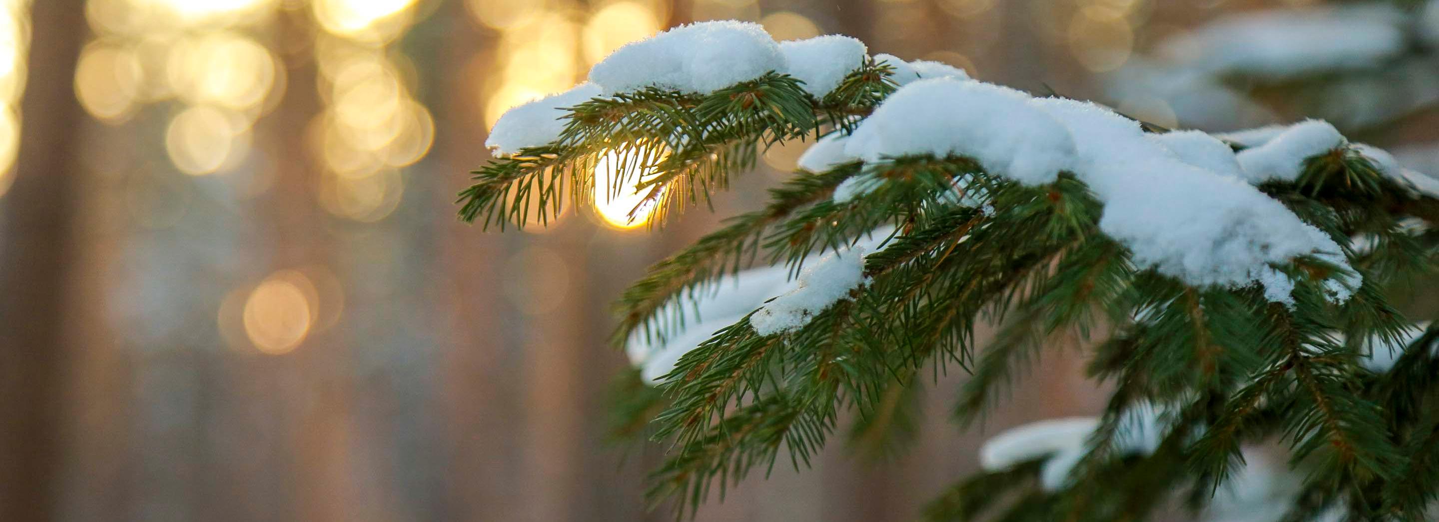 Экс-зампреда общественной палаты оштрафовали за убийство лося и косули