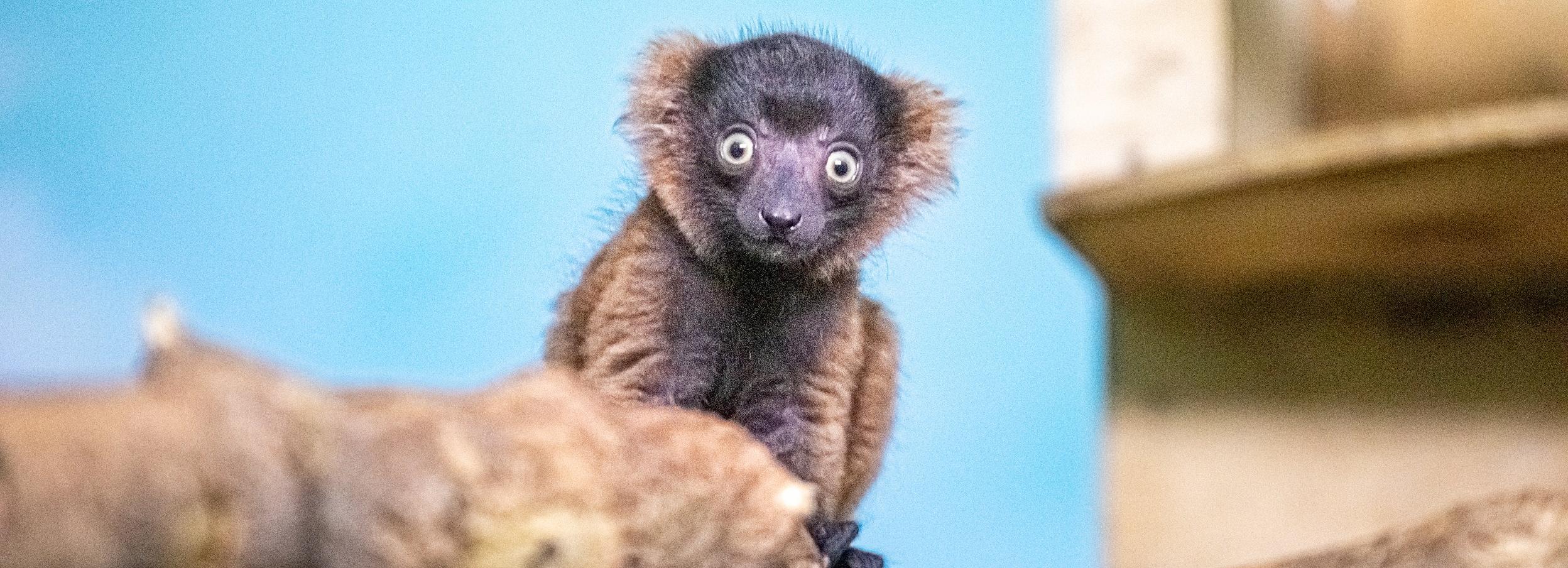 Кроху-лемура кормят из бутылочки в Новосибирском зоопарке