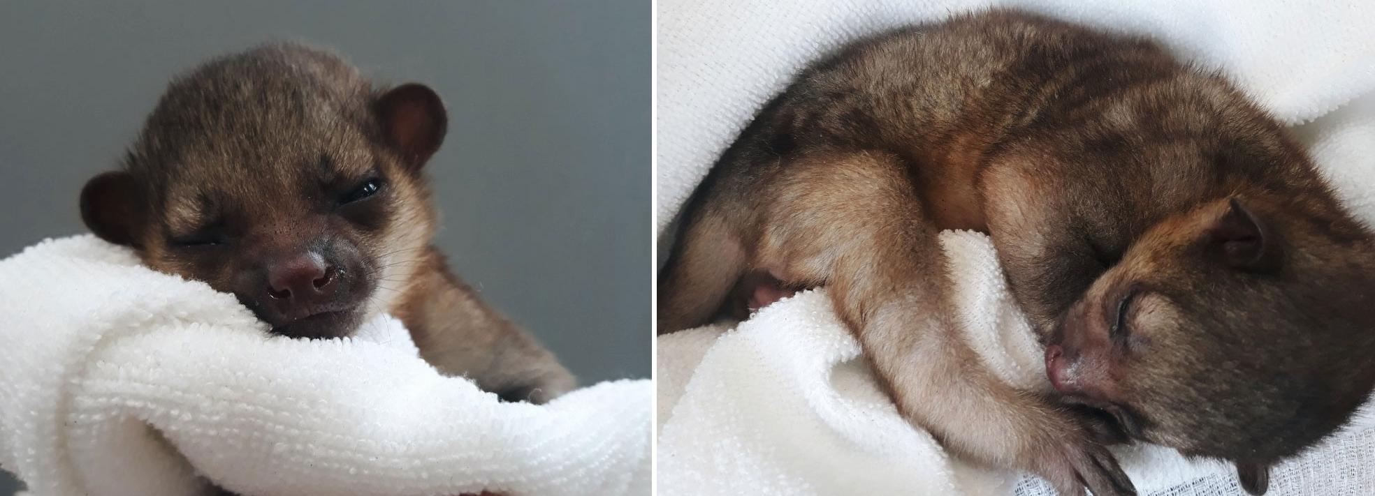 Малыша кинкажу кормят из бутылочки в Новосибирском зоопарке