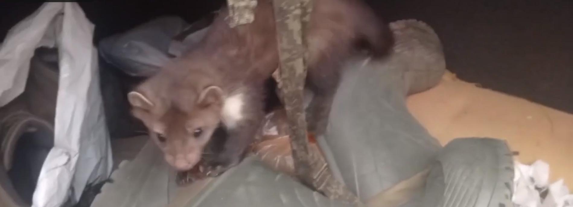 Новосибирские бойцы приютили пакостливого хорька в зоне СВО