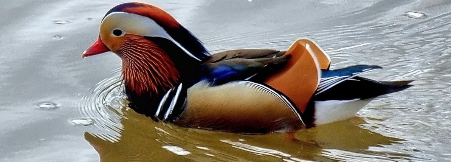 Невероятную для наших мест птицу обсуждают бёрдвотчеры Новосибирска