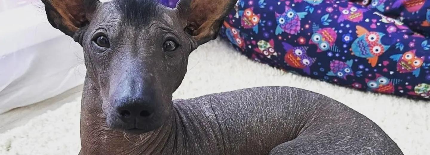 Похожего на лошадку лысого щенка пристраивают новосибирские волонтёры