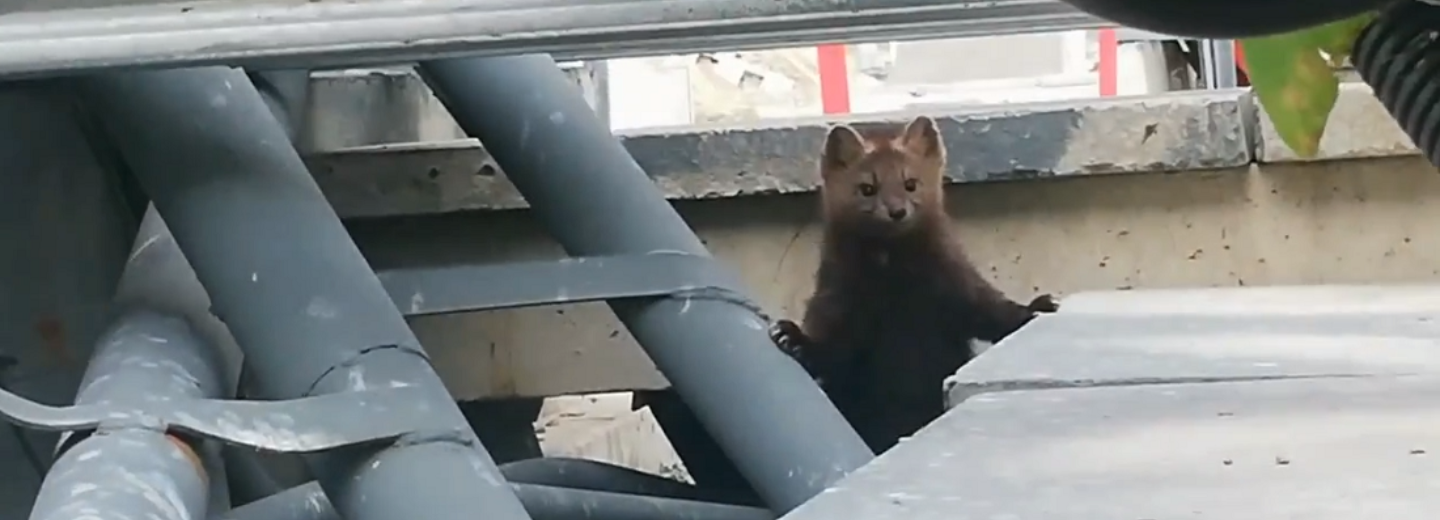 Мог от кого-то сбежать: министр о появлении соболя у ГЭС в Новосибирске