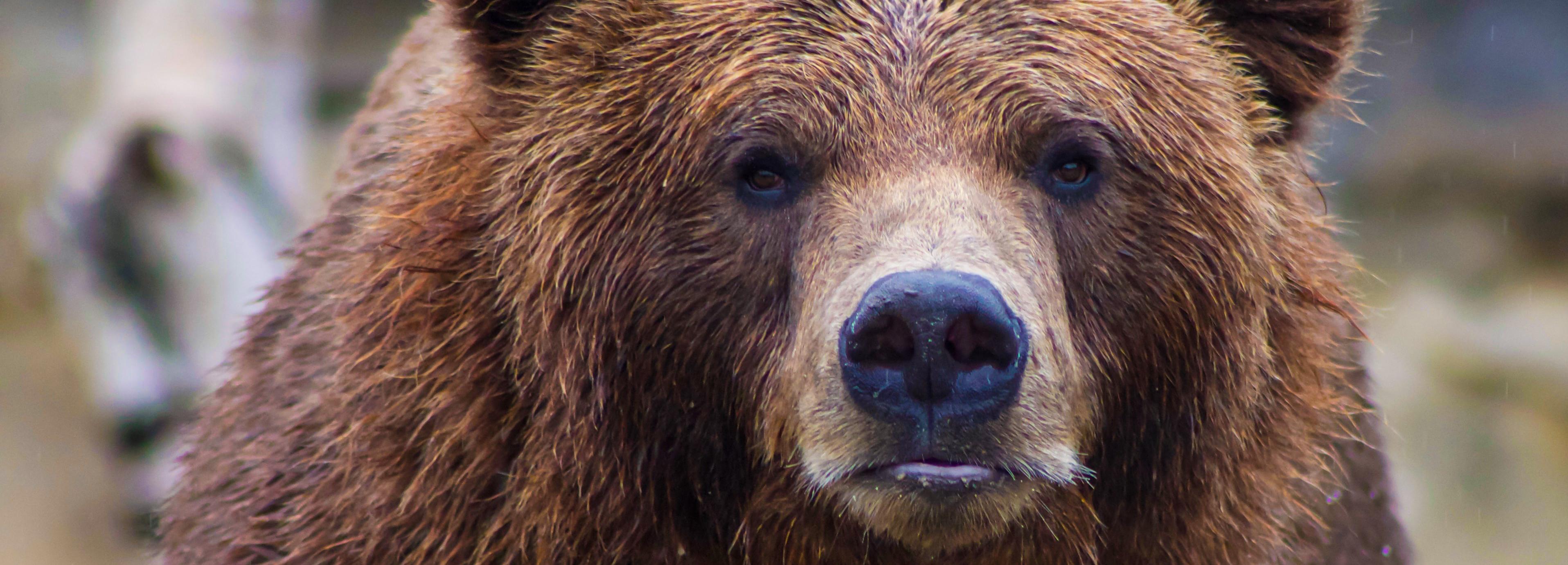 Огромный медведь зашёл на лодочную базу под Новосибирском