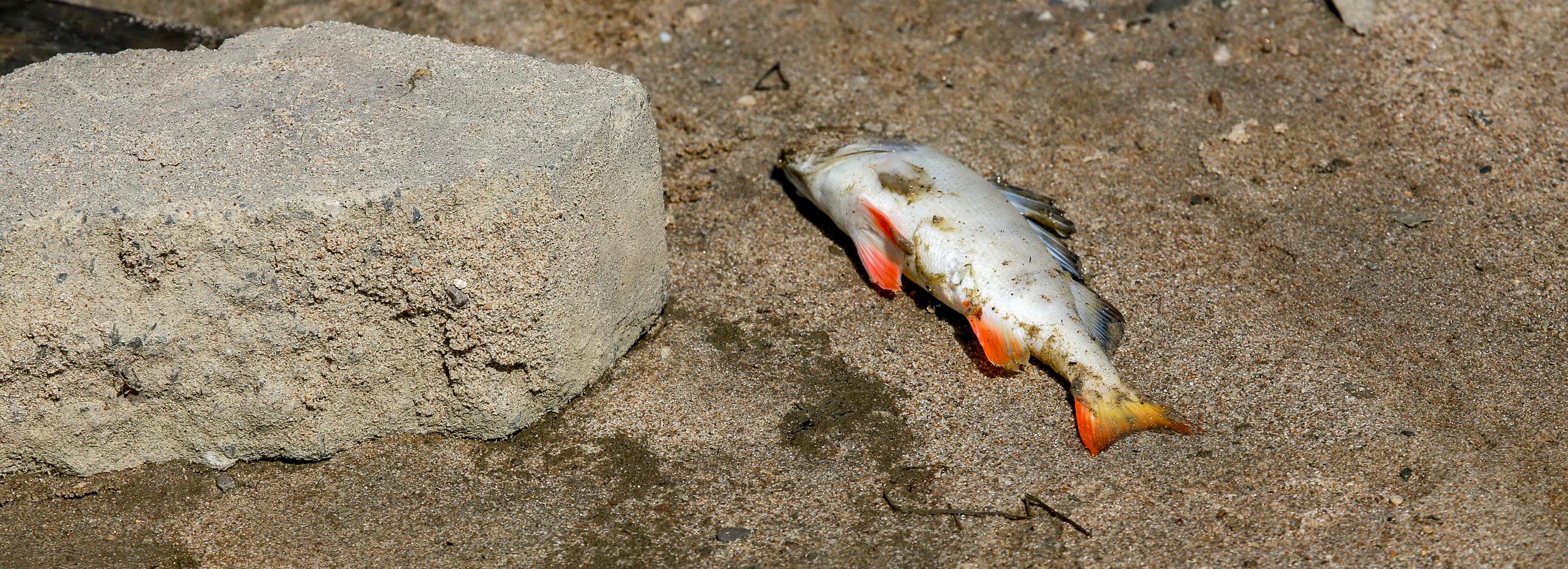 Отравленная Амба: в 3 миллиарда оценили ущерб природе под Новосибирском