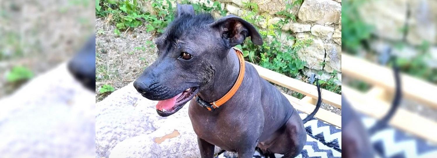 Собак древнейшей ацтекской породы начали продавать в Новосибирске