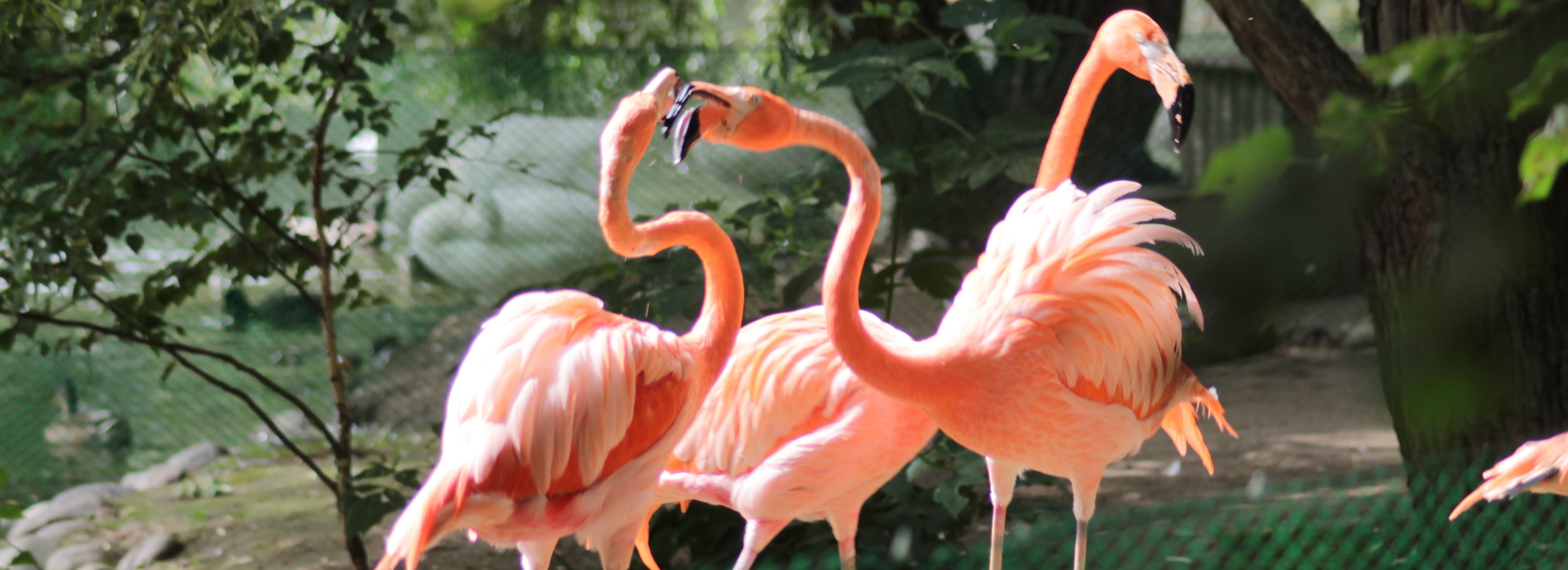 Новосибирский зоопарк перешёл на летний режим и увеличил время работы