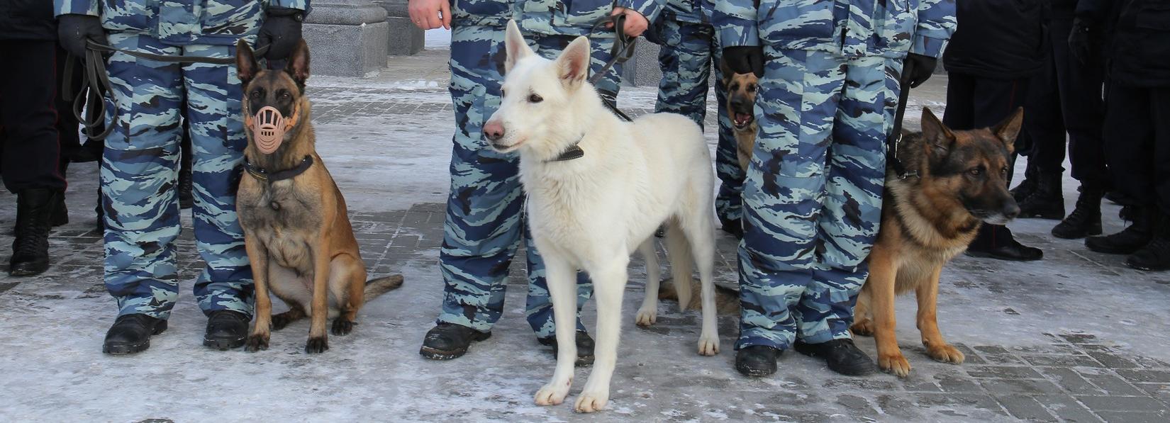 Гимназию №9 обследуют после сообщения о террористической угрозе