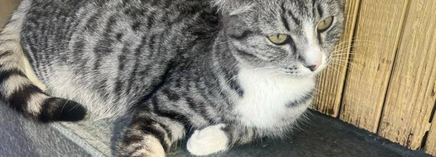 В Новосибирске кошка Машка служит на пожарном катере МЧС