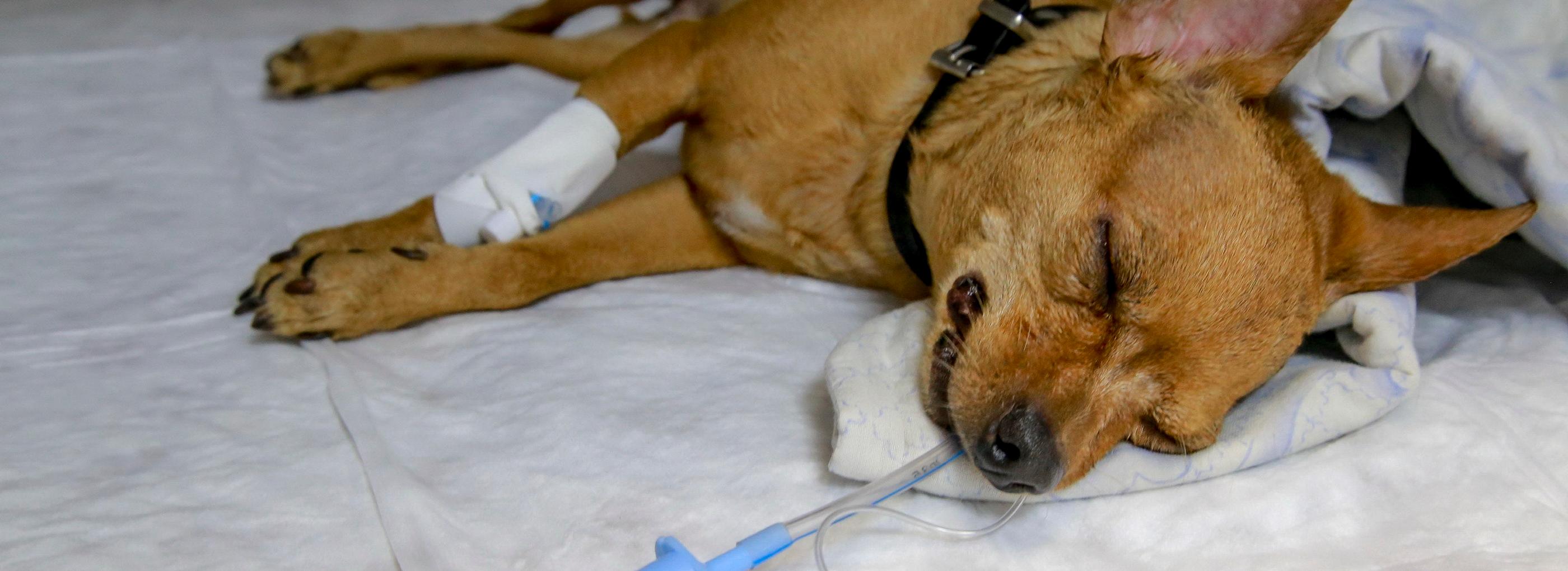 25 уникальных операций для хромых собак провели новосибирские ветеринары