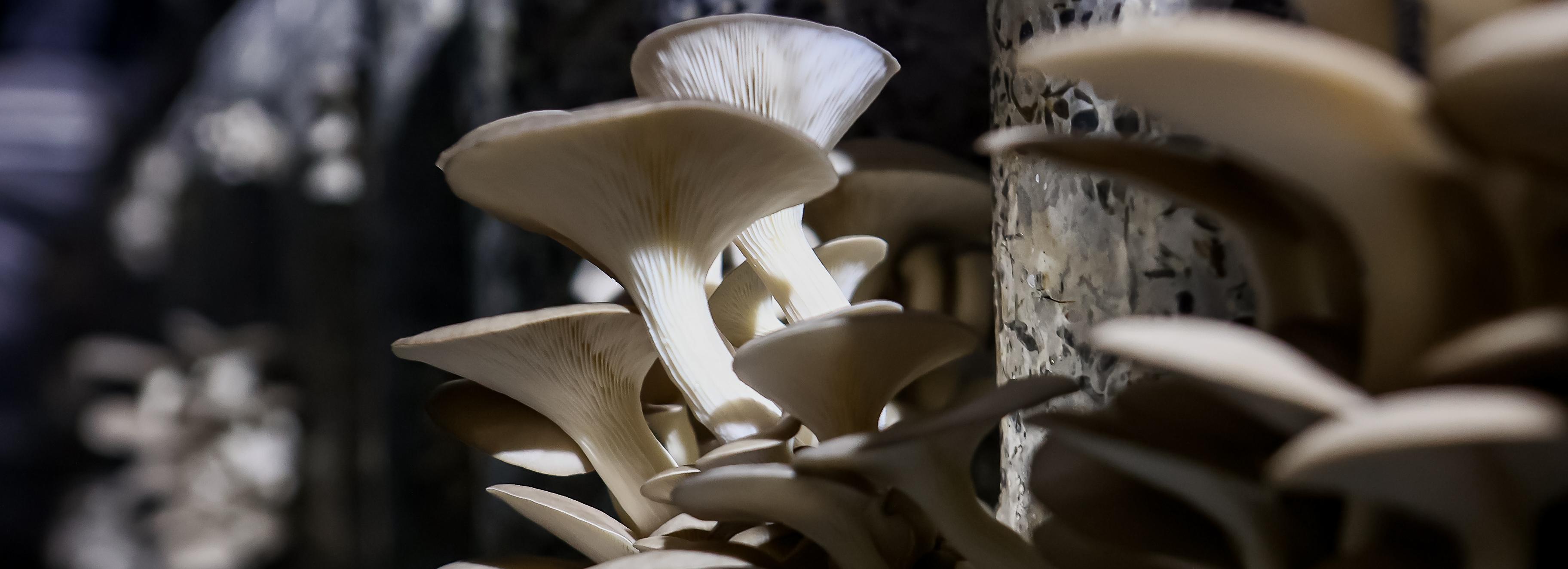 «Срываешь и сразу ешь»: фоторепортаж с грибной фермы под Новосибирском