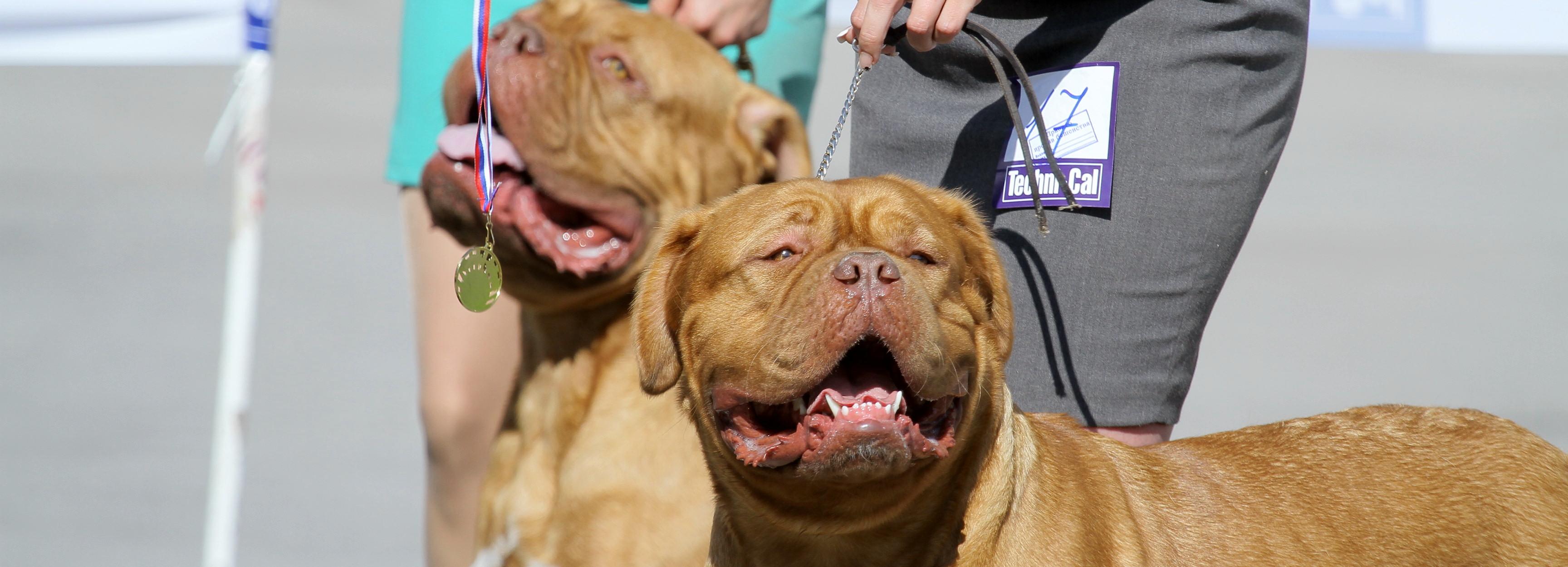 Новосибирская неделя: штрафы за собак, минус 6 млрд и мистический город