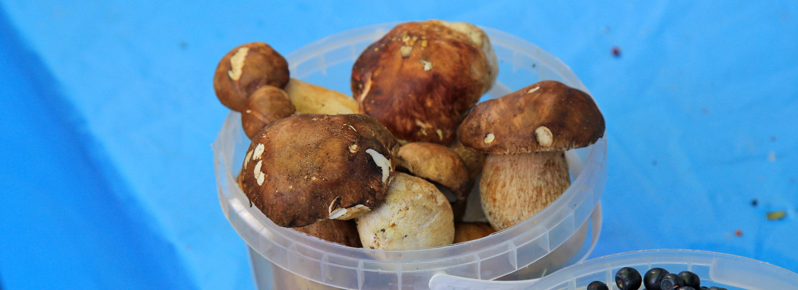 Как готовить грибы, чтобы избежать ботулизма — объясняет Роспотребнадзор