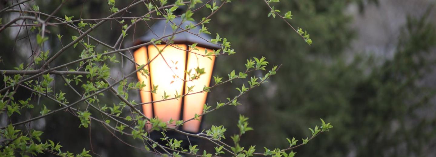 В двух шагах от парка: голосование за зелёные зоны стартует 15 марта