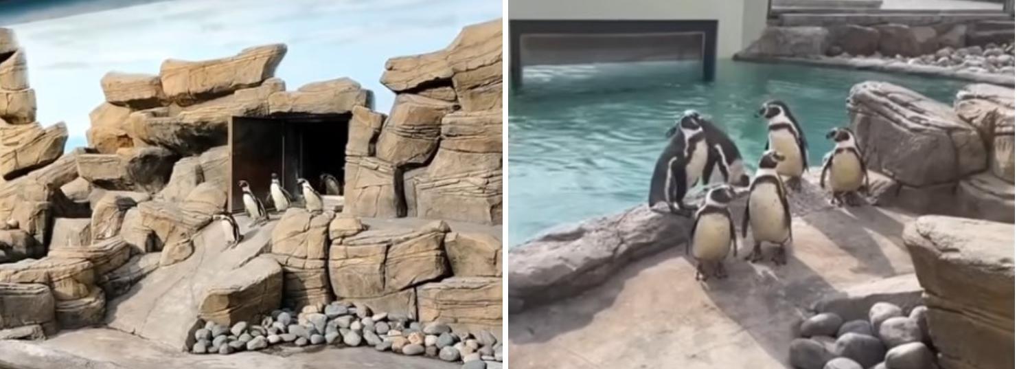 Теплолюбивые пингвины из зоопарка впервые вышли на прогулку после зимы