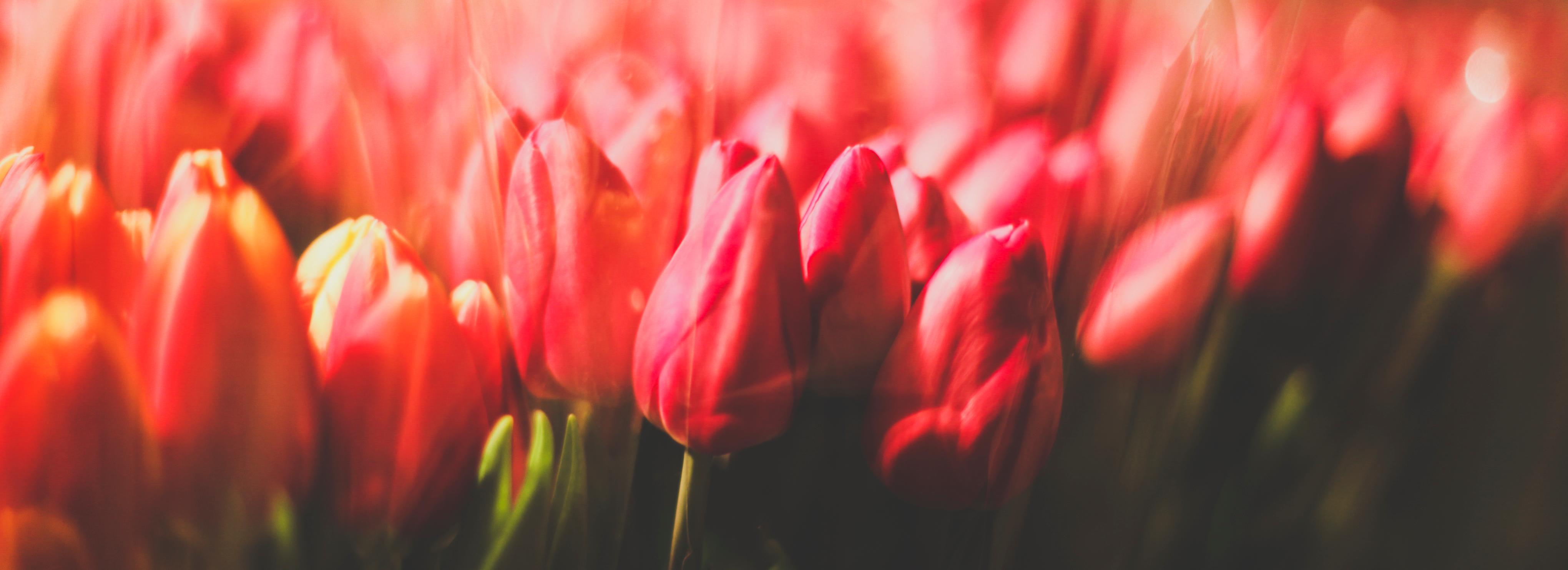 Выращенные в новосибирских теплицах тюльпаны отправили в Казахстан