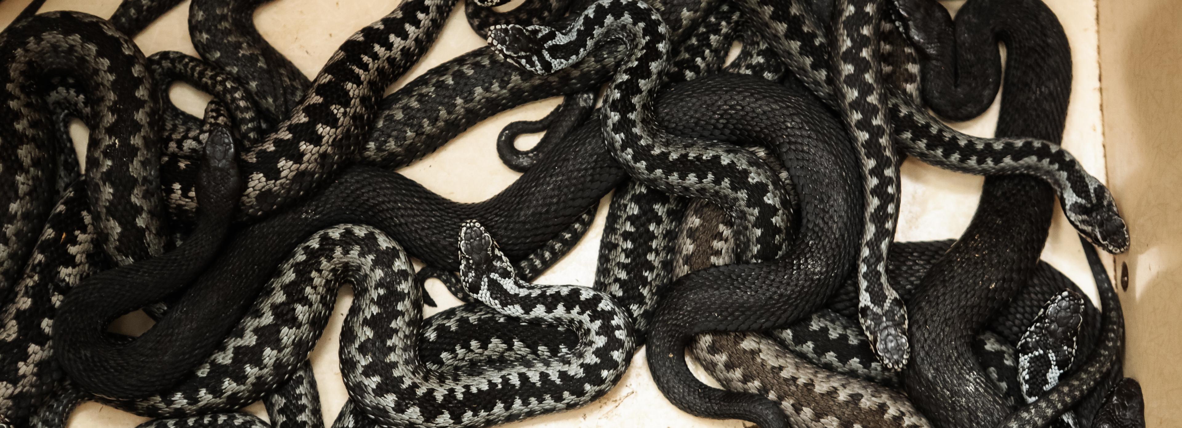 Что делать, если вас укусила гадюка