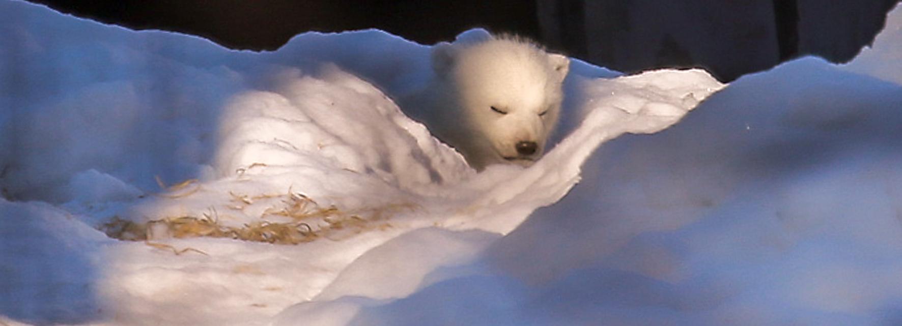 В зоопарке открыли доступ к вольеру медведицы Герды и её малышей