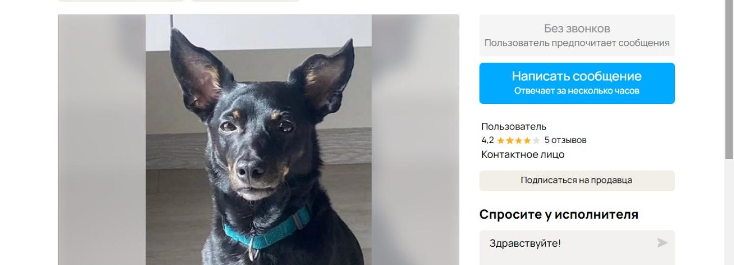 Смесь таксы и дьявола: новосибирцы сдают собаку в аренду за 10 тысяч