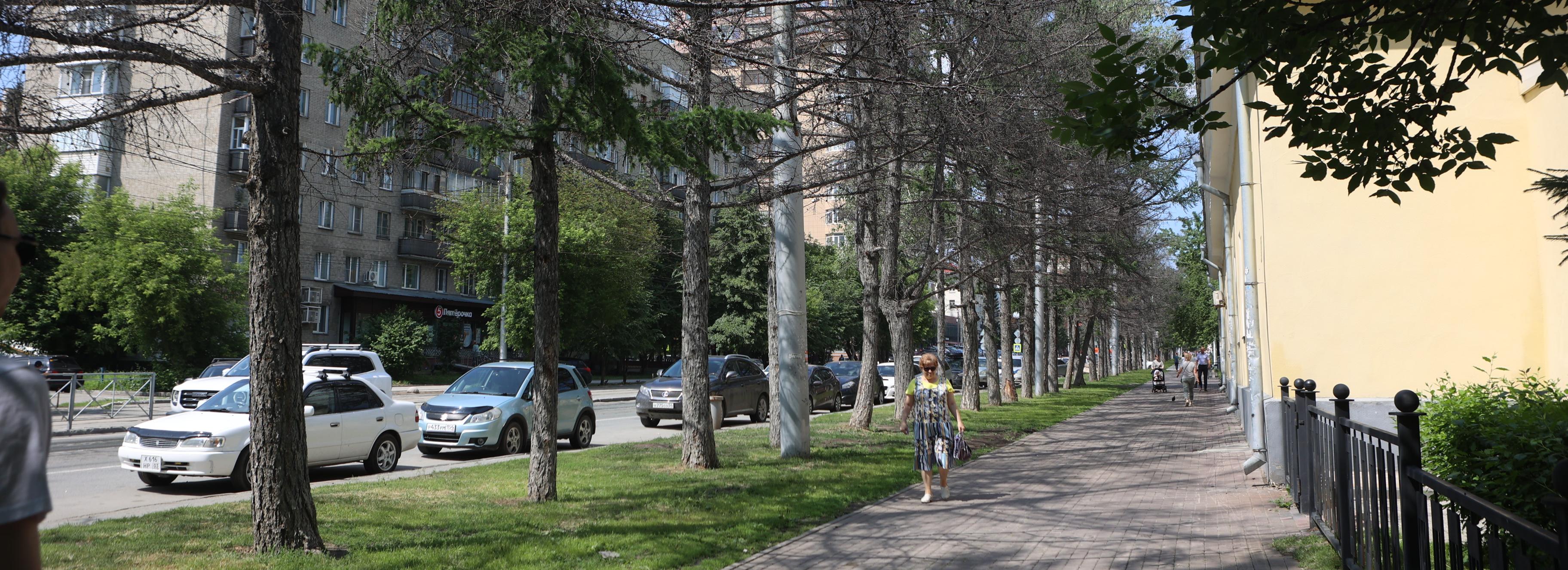 Аллею лиственниц на Мичурина восстанавливают после зимы в Новосибирске