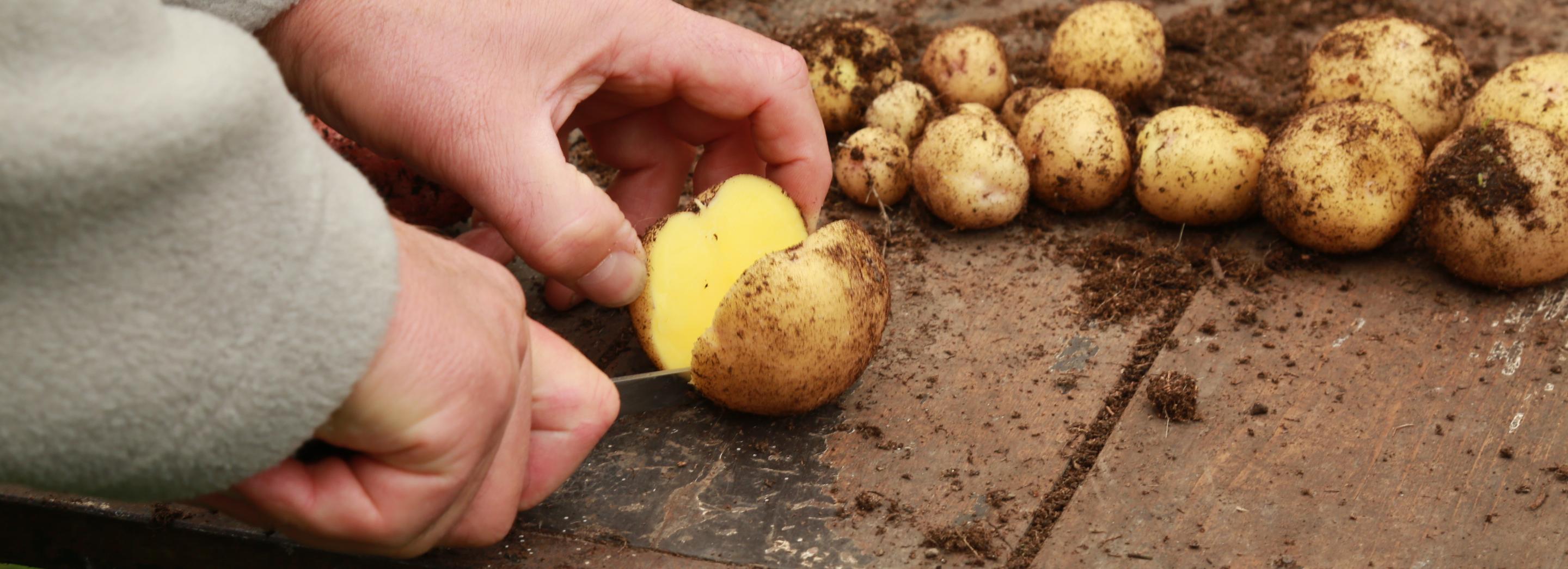 Меньше крахмала, больше клубней: учёные вывели новый сорт картофеля