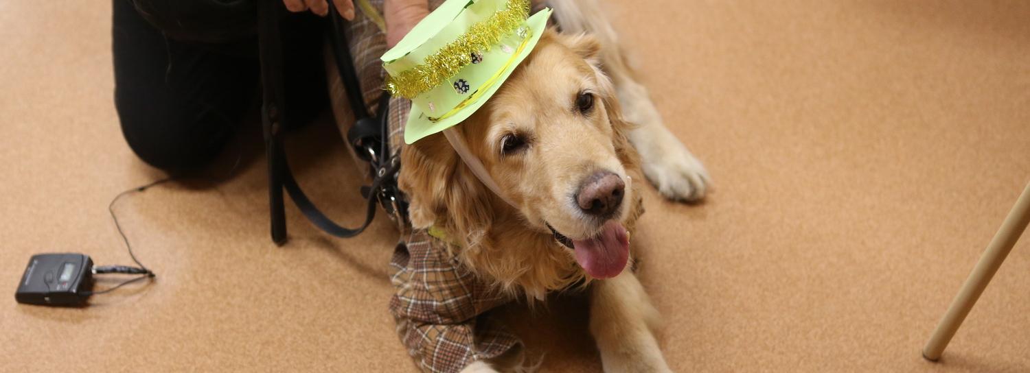 Хвостатые доктора: тревожность у детей вылечат с помощью собак