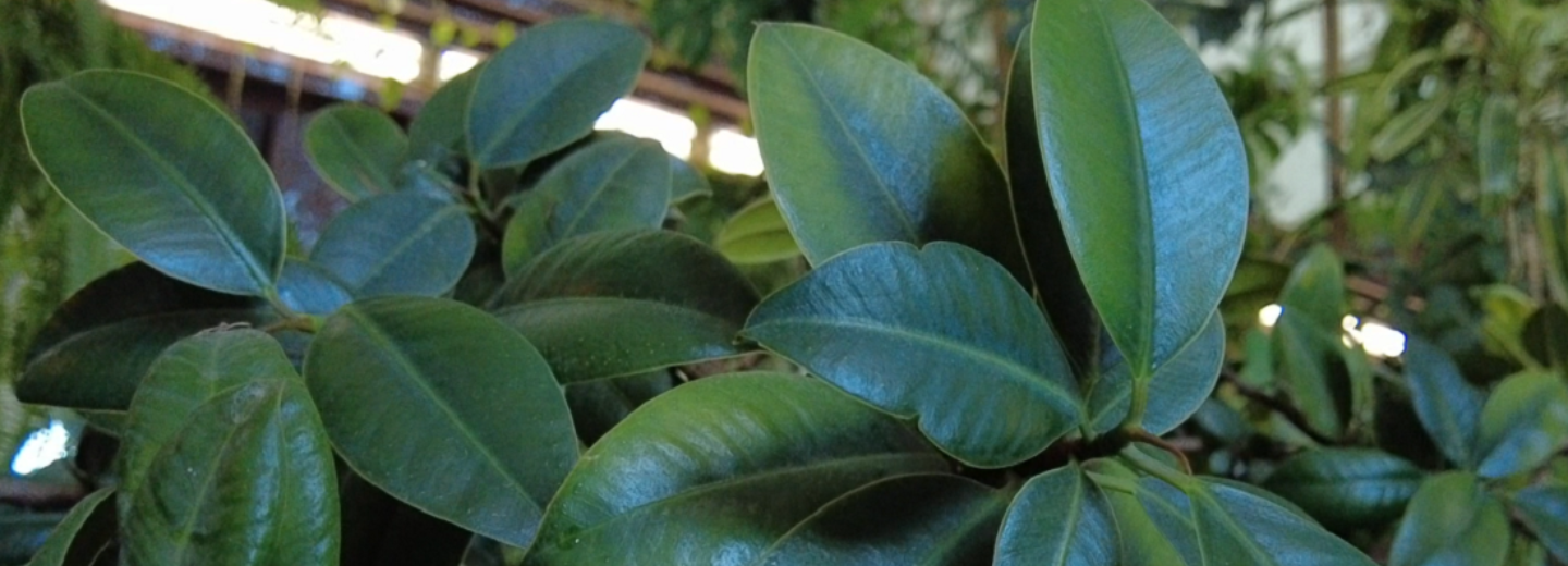 Парк под крышей: самые удивительные зимние сады Новосибирска