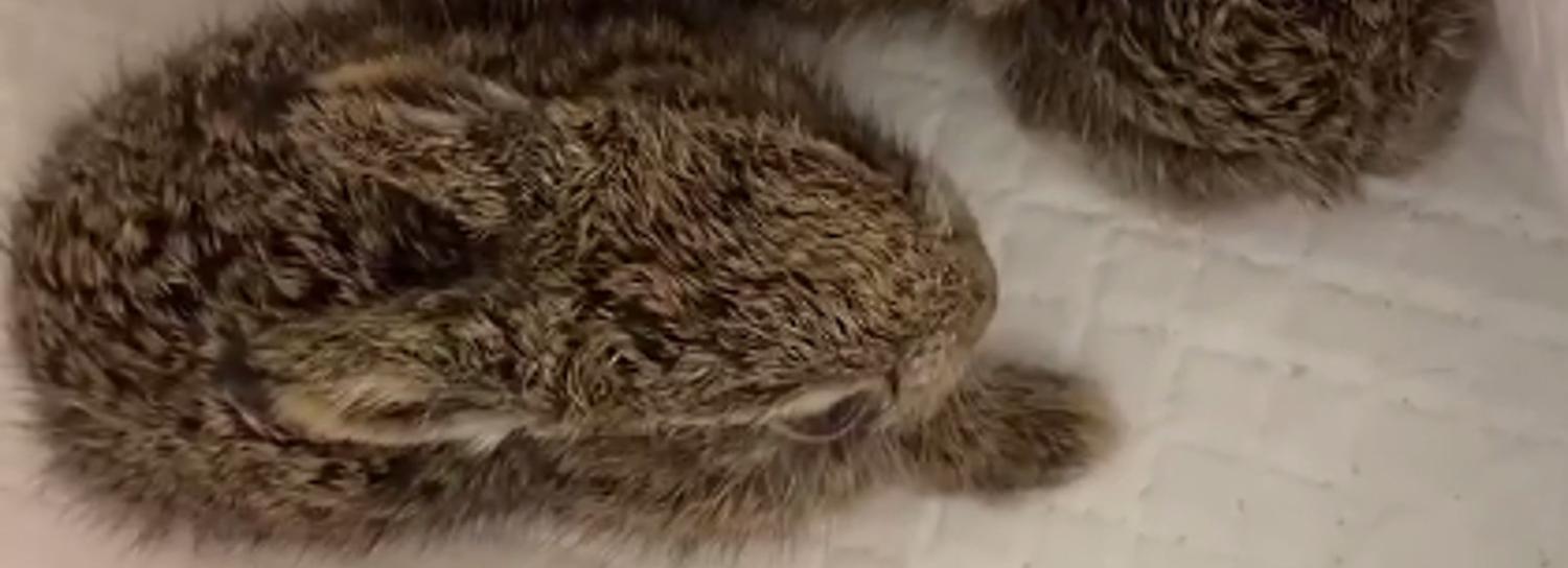 Детёнышей пострадавшей от собак зайчихи спасают в Новосибирске