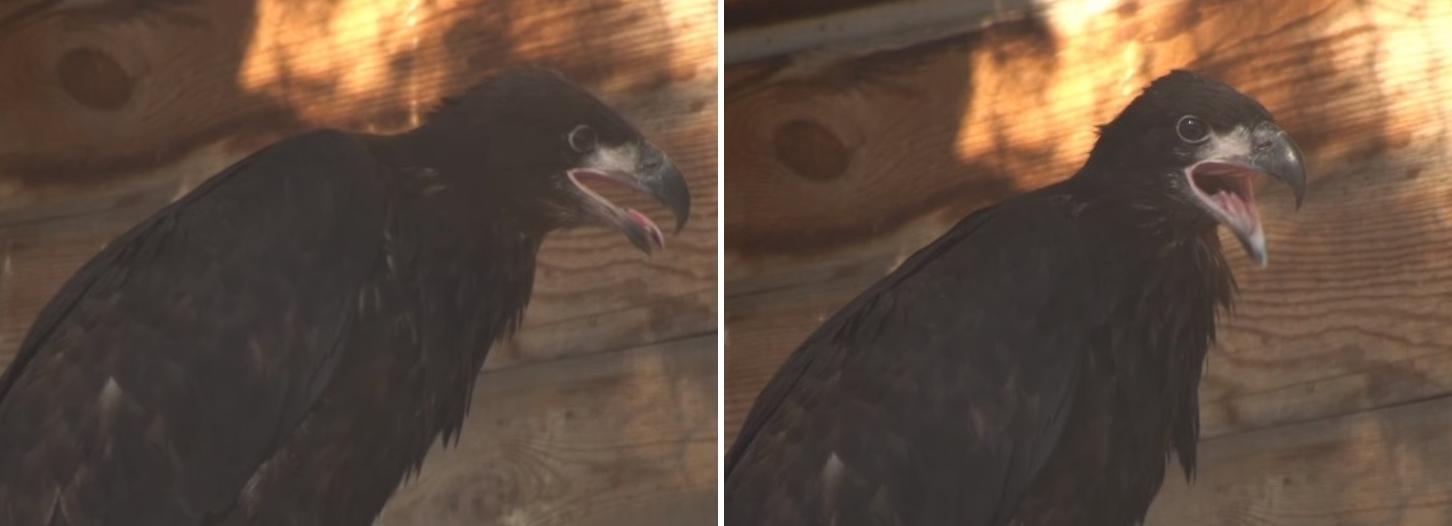 Птенец белоголового орлана впервые родился в Новосибирском зоопарке