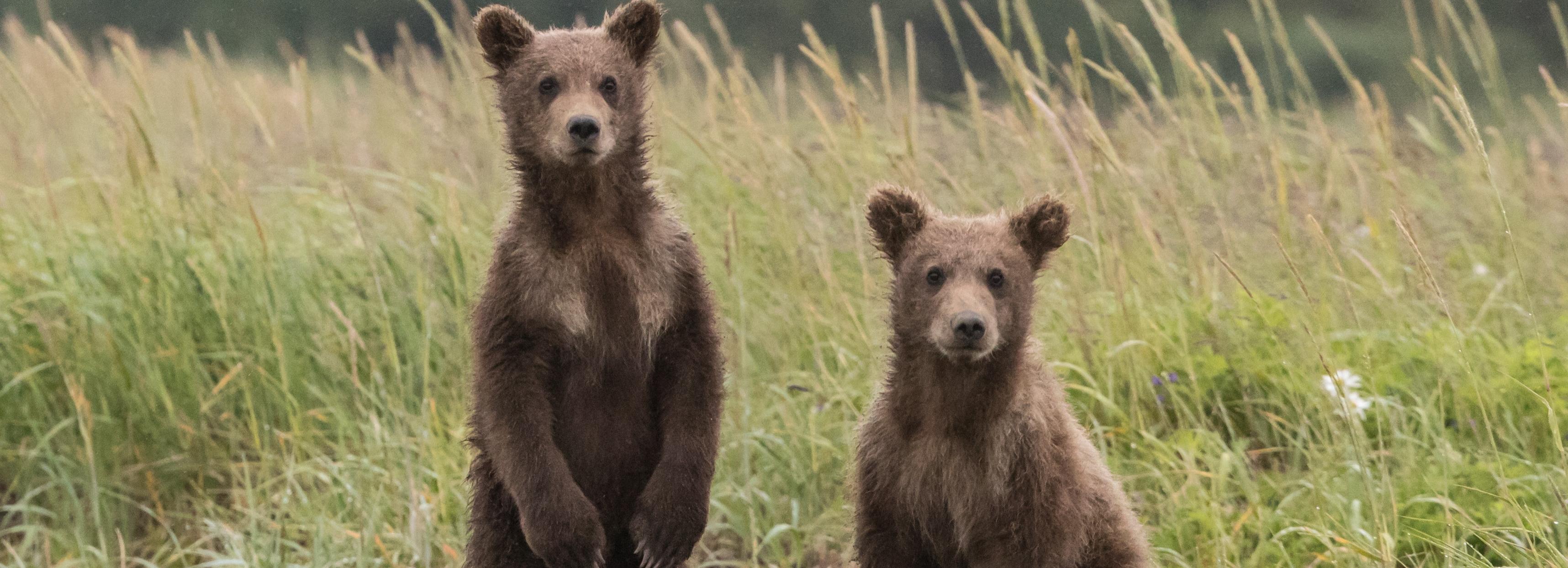 Медведи на два часа остановили движение поездов в Новосибирской области