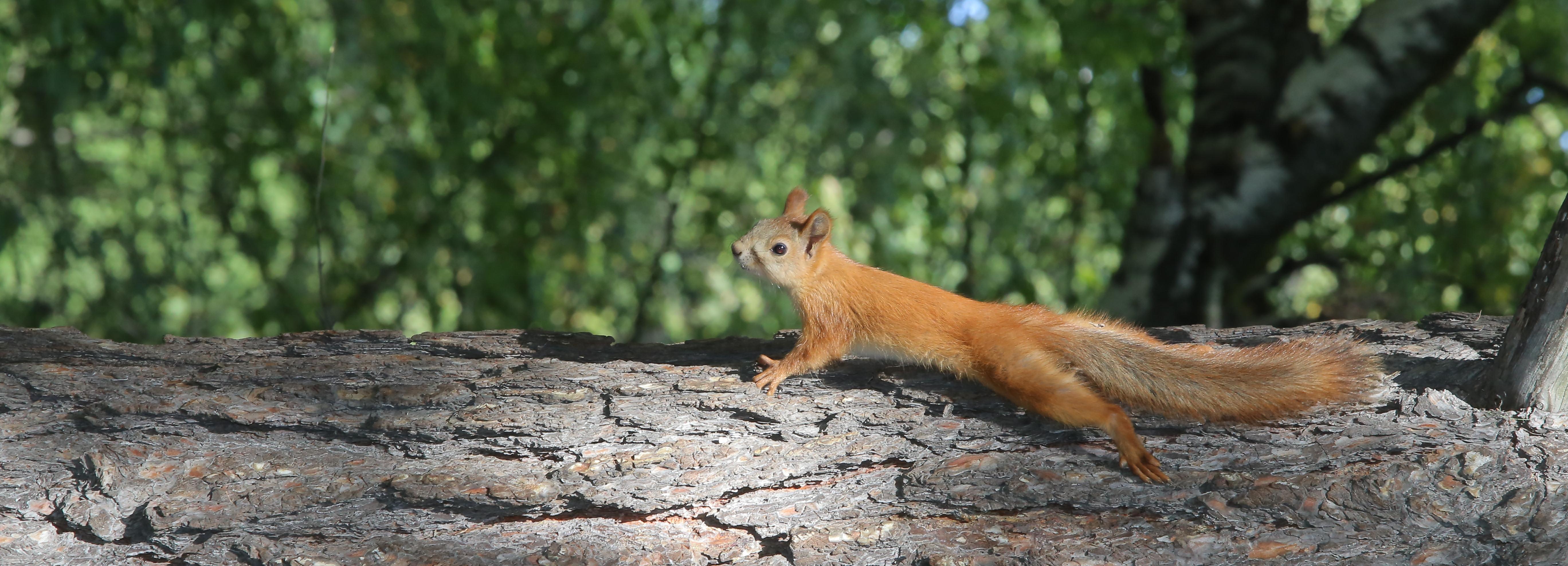 Руку девочки зажало автоматом с кормом для белок в Академгородке