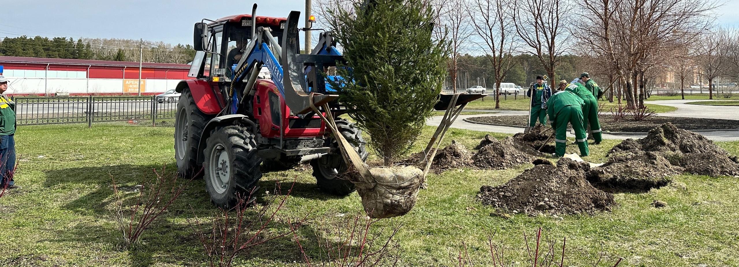 «Сад памяти» из десяти сибирских елей появился в Первомайке