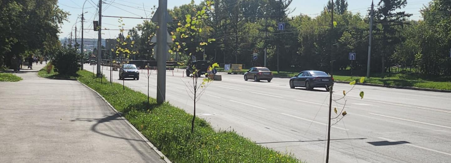 70 молодых лип посадили вдоль Ватутина в Новосибирске