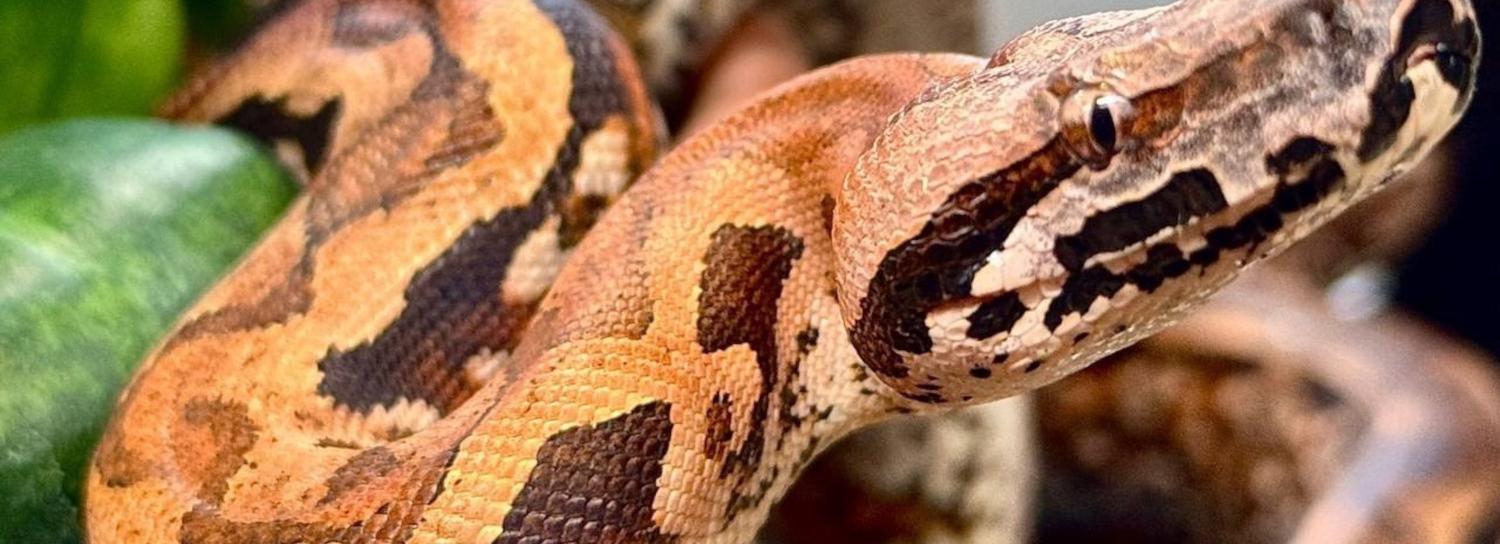 Тройня родилась у мадагаскарских удавов в Новосибирском зоопарке